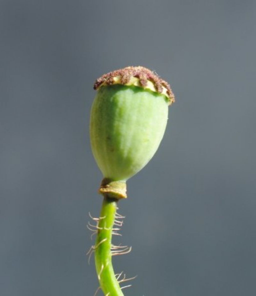 Papaver rhoeas con foglie del fusto atipiche.